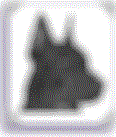 M.Tho Foxy des Roches Vaillantes
