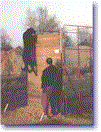 Colt, le grand-pre