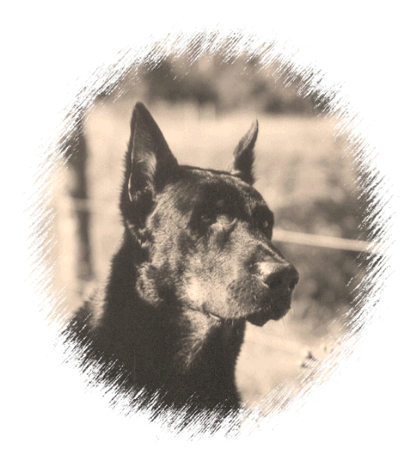 Portrait spia