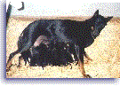 Gode et ses chiots