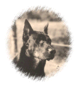 Portrait spia